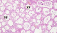 Section of ovary at the end  of experiment